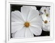 Gramercy White