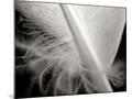 Wood Mount
