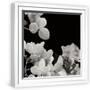 White Frame