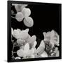 Gramercy Black