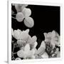 Gramercy White