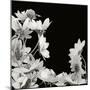 Wood Mount
