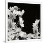 Gramercy White