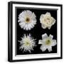 Black Frame