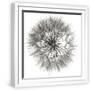 White Frame
