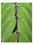 Magnolia IV-Jim Christensen-Mounted Photographic Print