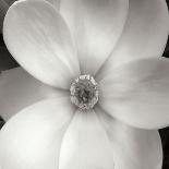 Magnolia IV-Jim Christensen-Photographic Print