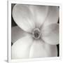 Gramercy White