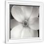 Gramercy White