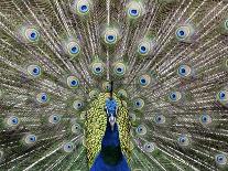 Hawaiian Peacock-Jim Collins-Premium Photographic Print