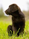 Golden Retriever Puppy-Jim Craigmyle-Photographic Print