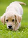 Golden Retriever Puppy Playing Outdoors-Jim Craigmyle-Photographic Print