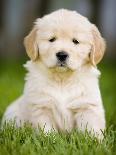 Golden Retriever Puppy-Jim Craigmyle-Photographic Print