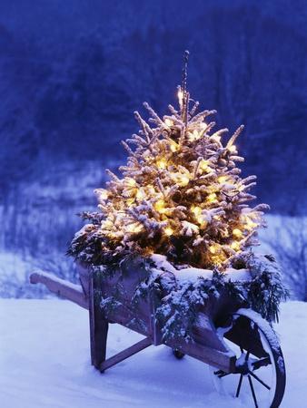 Lighted Christmas Tree in Wheelbarrow