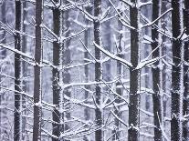 Snow-covered Trees in Forest-Jim Craigmyle-Photographic Print