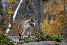 Fox on the Run - Algonquin Park-Jim Cumming-Photographic Print