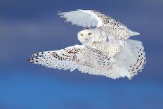 Snowy Owl (Bubo Scandiacus) Flies over a Snowy Field-Jim Cumming-Photographic Print