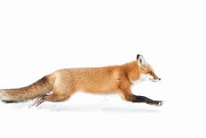 Red Fox in Algonquin Park-Jim Cumming-Giclee Print