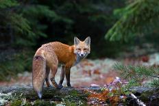 Red Fox in Algonquin Park-Jim Cumming-Giclee Print