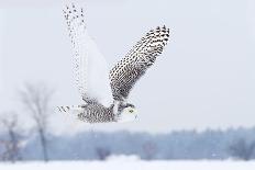 Snowy Owl (Bubo Scandiacus) Flies over a Snowy Field-Jim Cumming-Photographic Print