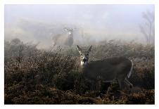 The Choir - Coyotes-Jim Cumming-Photographic Print