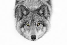 Yellow Eyes - Timber Wolf-Jim Cumming-Photographic Print