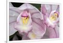 Gramercy White