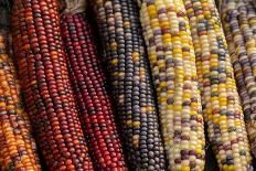 Indian corn-Jim Engelbrecht-Photographic Print