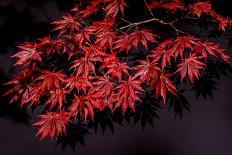 Japanese maple tree detail, New England-Jim Engelbrecht-Photographic Print