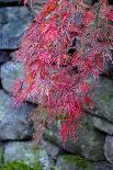 Japanese maple tree detail, New England-Jim Engelbrecht-Photographic Print