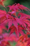 Japanese maple tree detail, New England-Jim Engelbrecht-Stretched Canvas