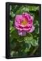 Essential Black