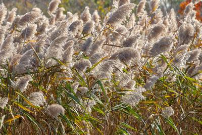 Reedgrass blowing in the wind