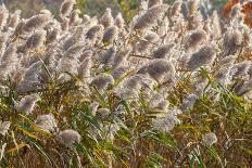 Reedgrass blowing in the wind-Jim Engelbrecht-Photographic Print