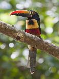Monteverde Cloud Forest Reserve, Selvatura Adventure Park, Costa Rica-Jim Goldstein-Photographic Print