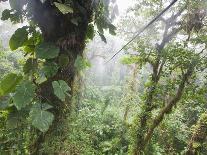 Monteverde Cloud Forest Reserve, Selvatura Adventure Park, Costa Rica-Jim Goldstein-Framed Photographic Print