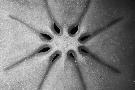 Laminate