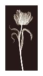 Parrot Tulip-Jim Wehtje-Stretched Canvas