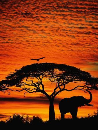 Elephant Under Broad Tree