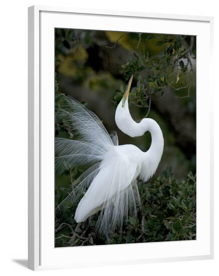 Framed Photographic Print, , large