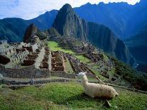 Llama Rests Overlooking Ruins of Machu Picchu in the Andes Mountains, Peru-Jim Zuckerman-Photographic Print