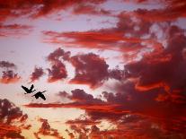 Silhouette of Roseate Spoonbills in Flight at Sunset, Tampa Bay, Florida, USA-Jim Zuckerman-Photographic Print