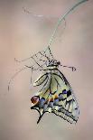 Actias-Jimmy Hoffman-Stretched Canvas