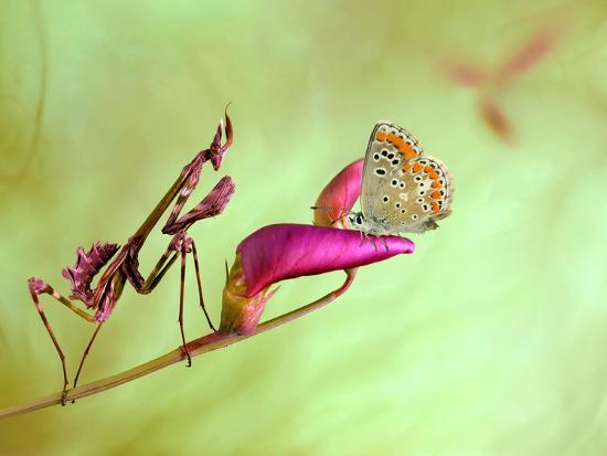 Photographic Print, , large