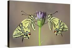 Actias-Jimmy Hoffman-Stretched Canvas