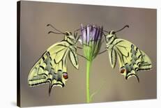 Actias-Jimmy Hoffman-Stretched Canvas