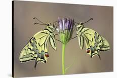 Actias-Jimmy Hoffman-Stretched Canvas