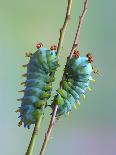 Green Dragonfly-Jimmy Hoffman-Stretched Canvas