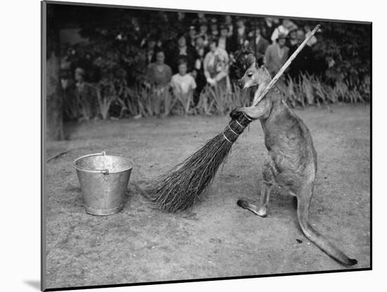 Jimmy Le Kangourou Du Zoo De Londres Faisant Le Menage-null-Mounted Photo