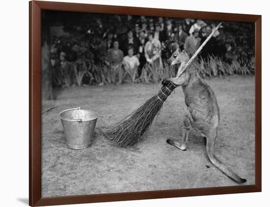 Jimmy Le Kangourou Du Zoo De Londres Faisant Le Menage-null-Framed Photo
